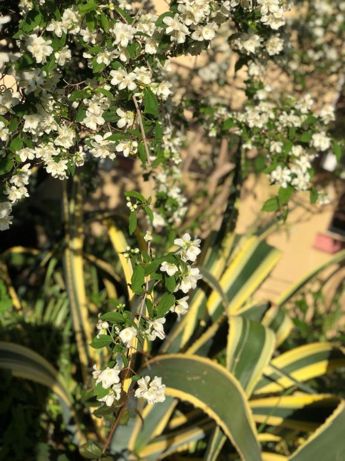 Silverstar Sas Sambatello 外观 照片